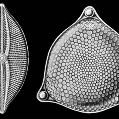 "Transmisión". Ensamble, Joyas alienígenas y El doctor nadie.