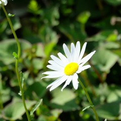 世界に一つだけの花