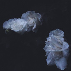 Someone You'd Admire (Fleet Foxes Cover)