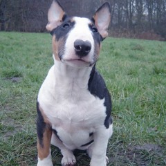 Yesterday By Paul McCartney- Solo Guitar-Asteri