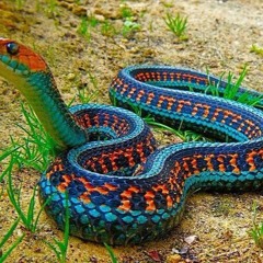 Paul Webster & McAree Clancy - Snake (Casey Rasch Remix)