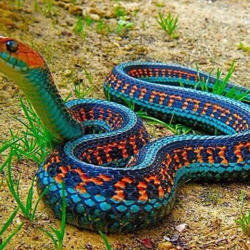 Paul Webster & McAree Clancy - Snake (Casey Rasch Remix)