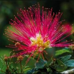 Sirenita Bobinsana
