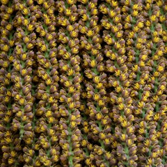 រៀបរាប់ព្រៃដោយនាងទន់សត្រា