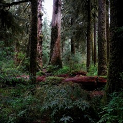 Drifting Through The Forest