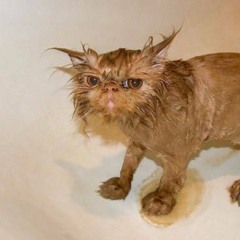 Clément Coll - Dry or wet