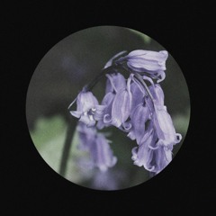 Growing Bluebell