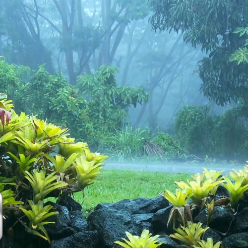 Sound Of Rain, Thunder & Bird Chirping - Meditation, Deep Sleep