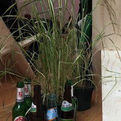 earlytuesdaynight(alma+fatemah)