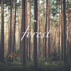 Vincent Munz | forest