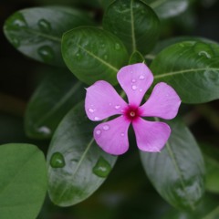 នាងទន់សត្រា (ភាគ១)