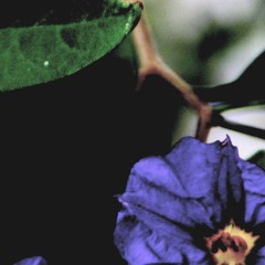 Fugue 'Lament'  in C# minor  __________________________________     fnl6