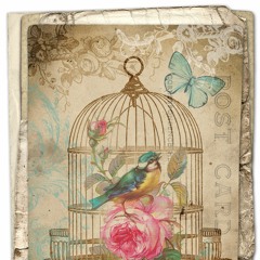 Birdcage (Instrumental)