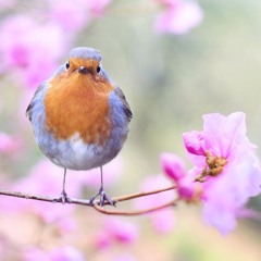 Alle Vögel sind schon da ("All the birds are already here")