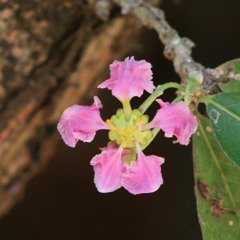 នាងទន់សត្រា (ភាគ២)​​​