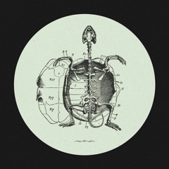 Hot Sea's Baby Turtle (Frivolous Remix)