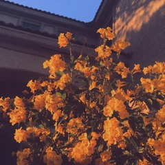 flowers//attention seeker