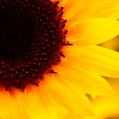 Bette Davis Eyes (Cover)