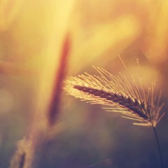 Dragout Knockout (Weezer Cover)