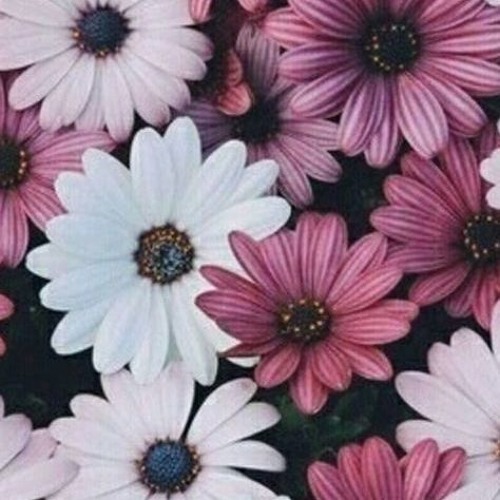 Rise Up My Love (S.S. 2:10-12, 16-17)