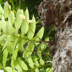 Trên Cành Sấu Non- Nguyễn Vĩnh Tiến by Cao Minh