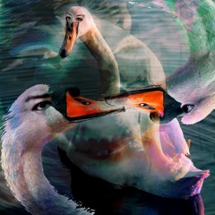 The Swan