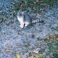 こっそり猫を盗む旅にでた