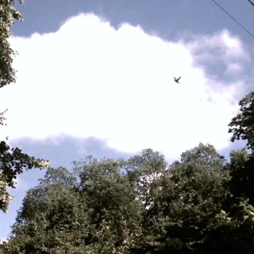 blossom ave [video in description]