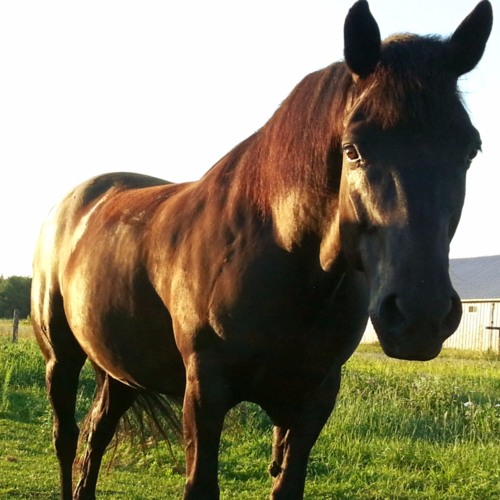 Stream episode Canadian Horse by Historica Canada podcast Listen