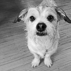 Song For Your Stalker