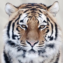 Welcome Lowkey - LowkeyLevi