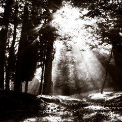"Woodgate" composed, performed and recorded by Guillermo Guareschi