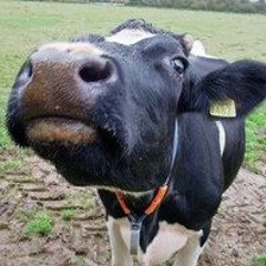 Doin' The Moo Cow Moo (Music by Nic Evennett. See description for link.)