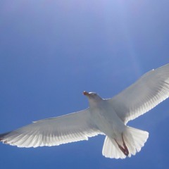 Chris Fraser - Angels