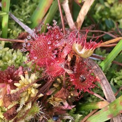 Vi græsser på den samme ø