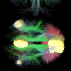 Default mode network