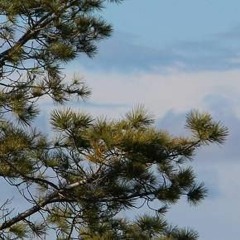 Classical Series ,tree,