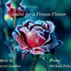Frozen flower movie Frozen flower movie
