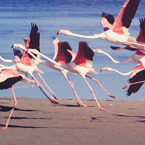 Flap(Royalty Free Music)