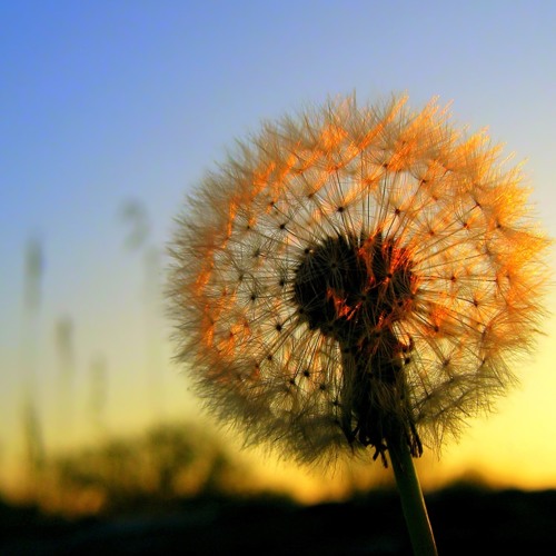 The Essence Of You