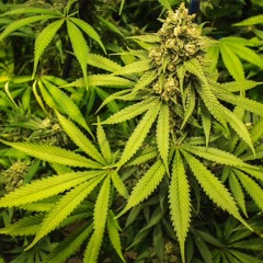 New private playlist