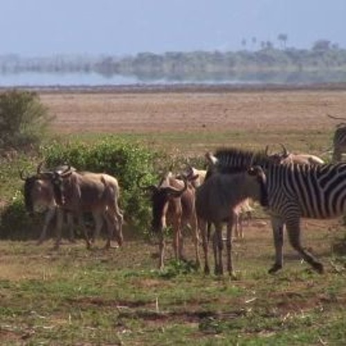 Africano 03