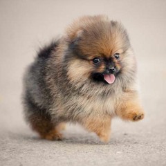 Puppy Love Paul Anka (remix)