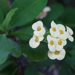 ចាបុីដោះប្រស្នា (តាឈួន / កំពង់ធំ)