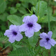 ចាបុីឆ្លងឆ្លើយគ្នា (តាឡុង និង តាឈួន / កំពង់ធំ)