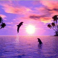 Dolphin Matrix 2 (under water)