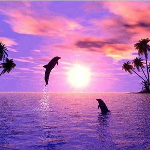 Dolphin Matrix 2 (under water)