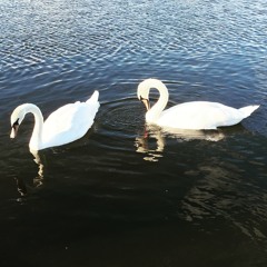 Love Wins  - Heather Nova