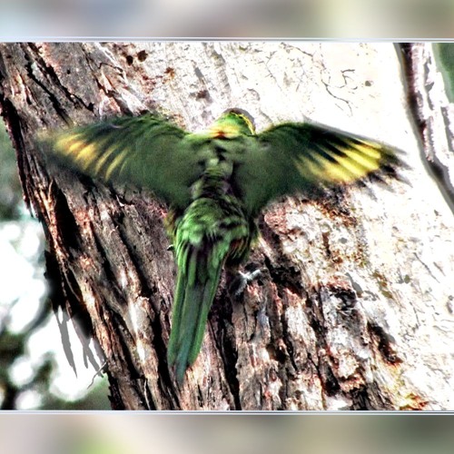 Murena - Genuine Michella (Soda Lite Remix)