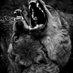 espiritu indomable - aullando en  manada